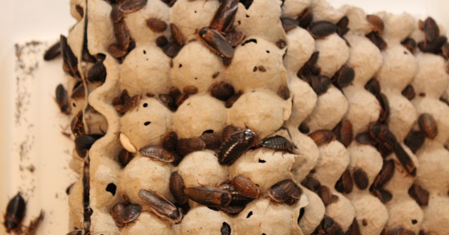 Radioactive Reptiles: Dubia Roaches: For Sale Joplin, MO