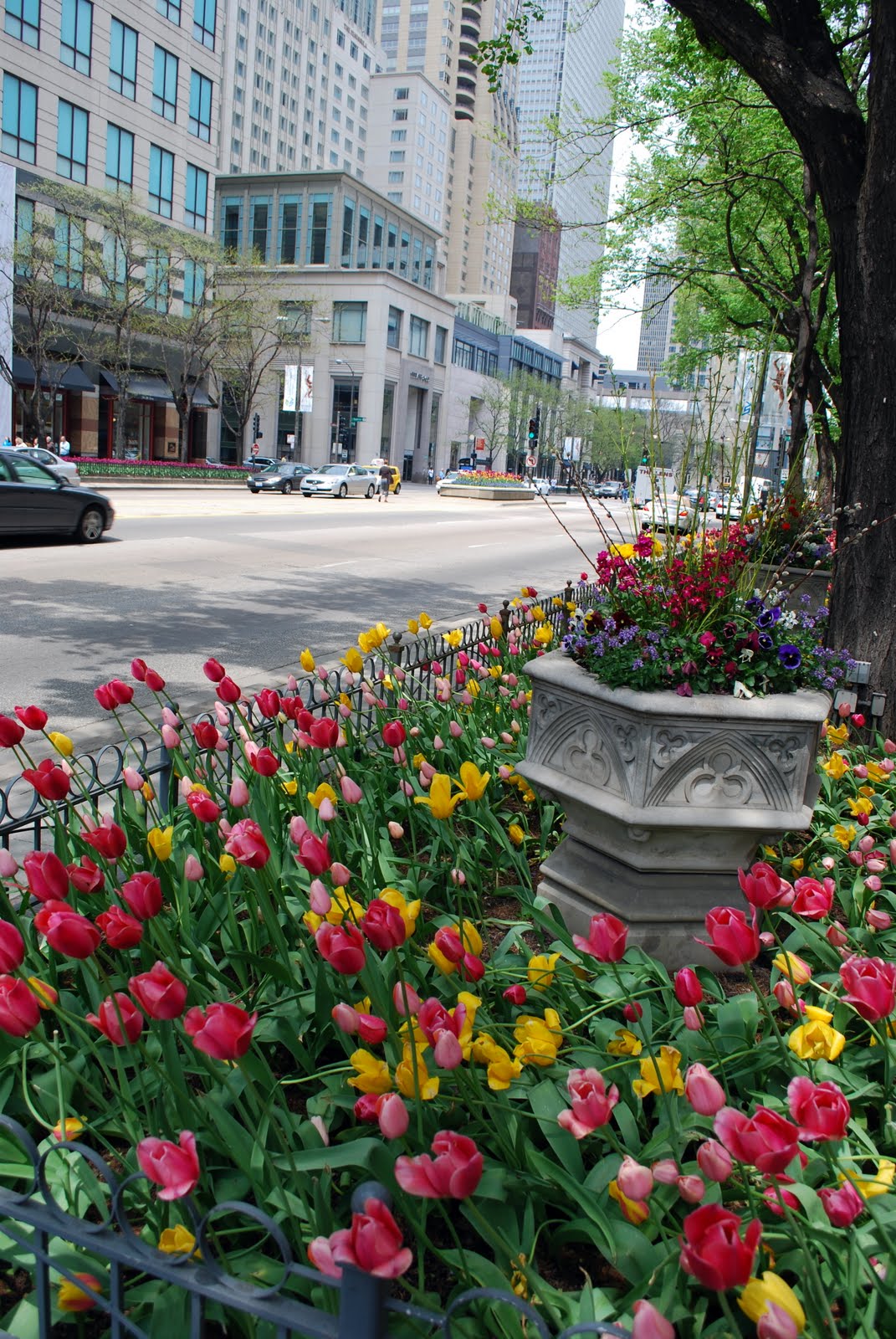 Mille Fiori Favoriti Tulips on Chicago's Magnificent Mile