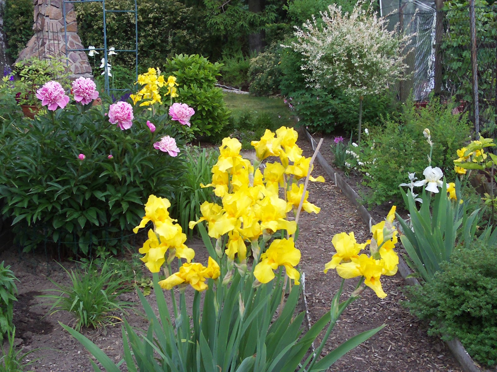 Der Garten im Mai Gartenelfe