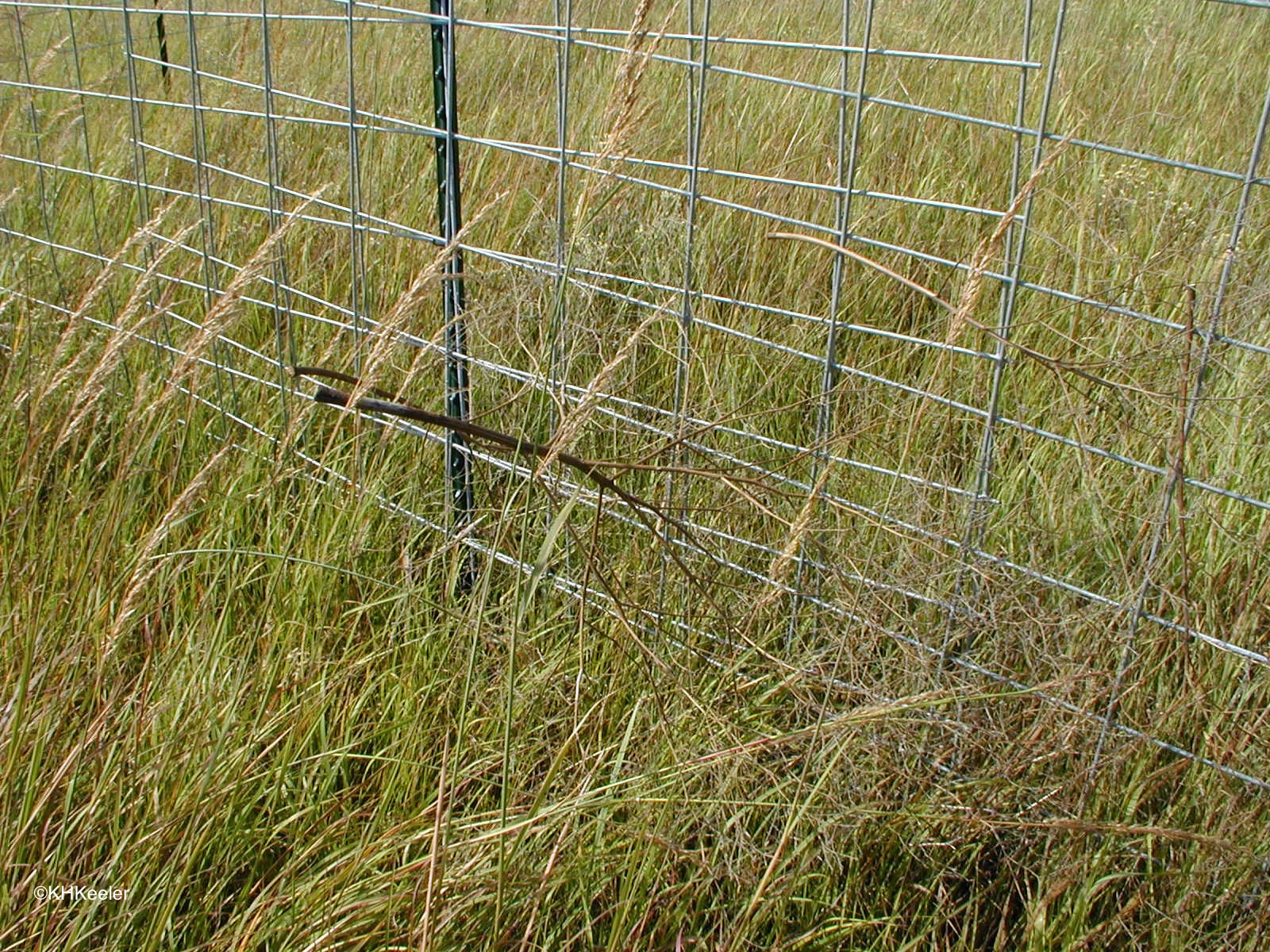 ECOVIEWS: Tumbleweed: A botanical success story