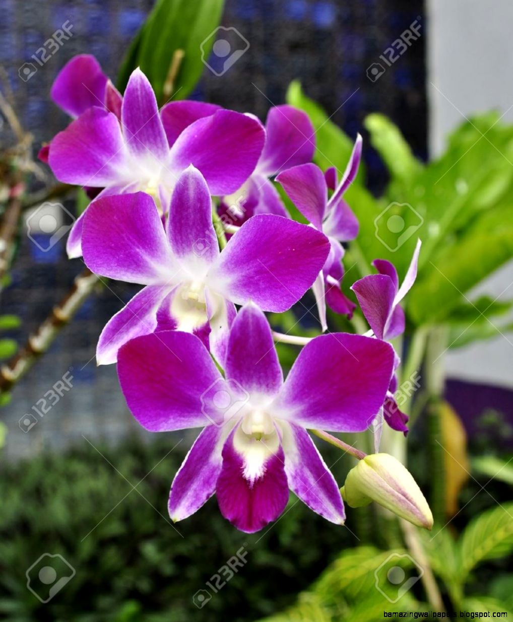 Beautiful Purple Orchid Phalaenopsis Stock Photo Picture And Beautiful Purple Orchid Phalaenopsis Stock Photo Picture And