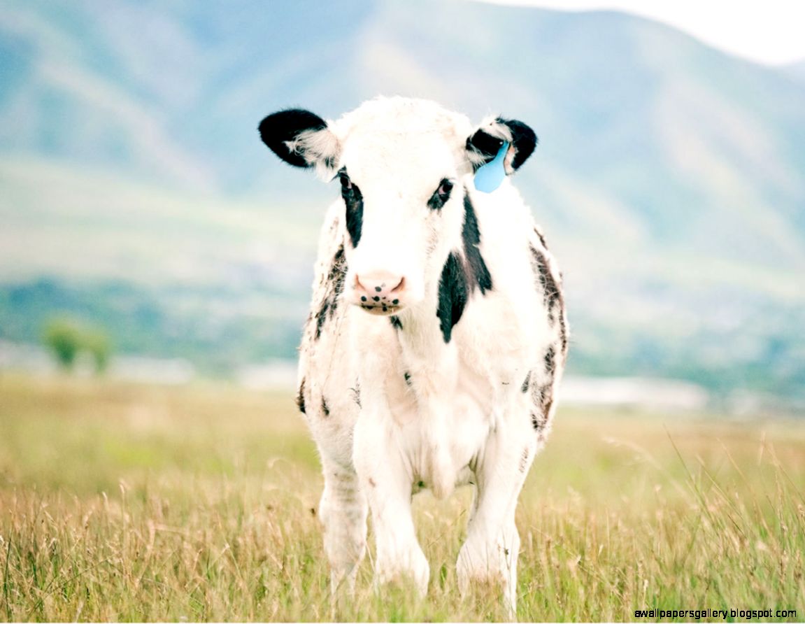 Farm Animal Photograph Country Photography Color by ApplesAndOats Farm Animal Photograph Country Photography Color by ApplesAndOats