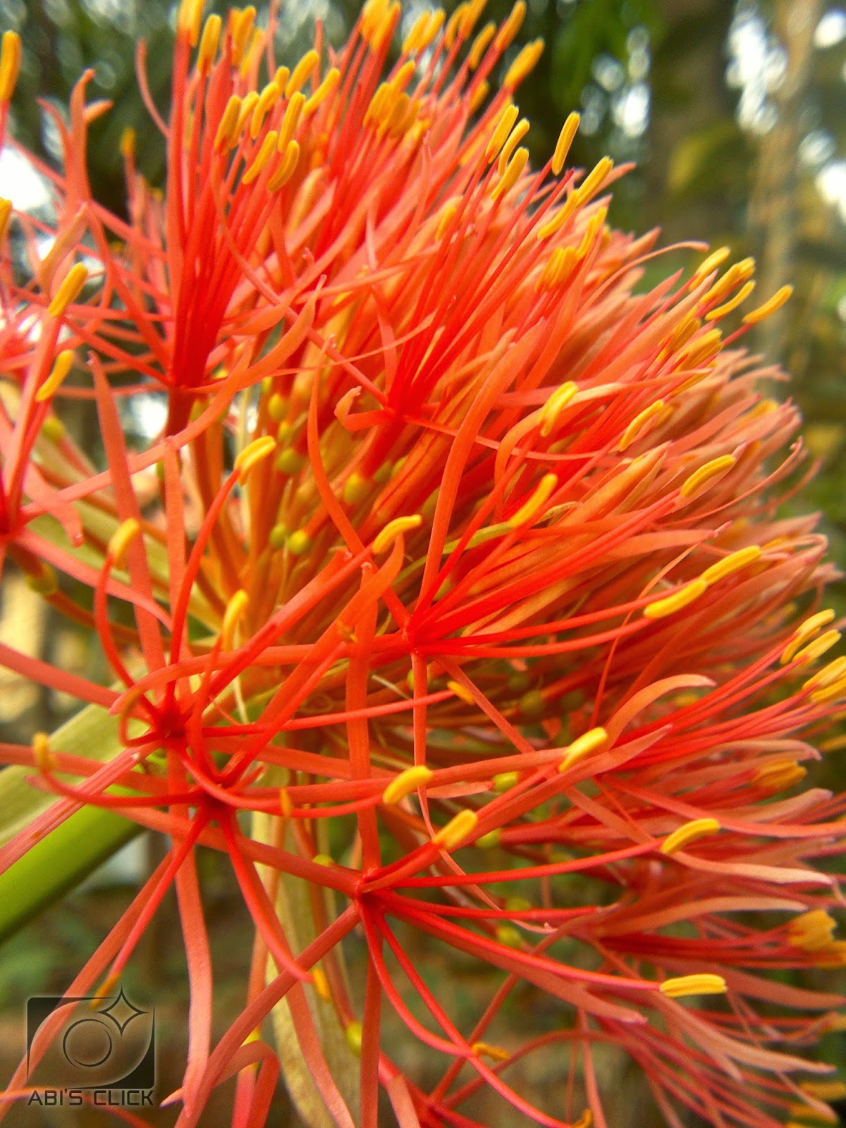 Kerala Flowers Leuca Indica (തുമ്പ) Thumba