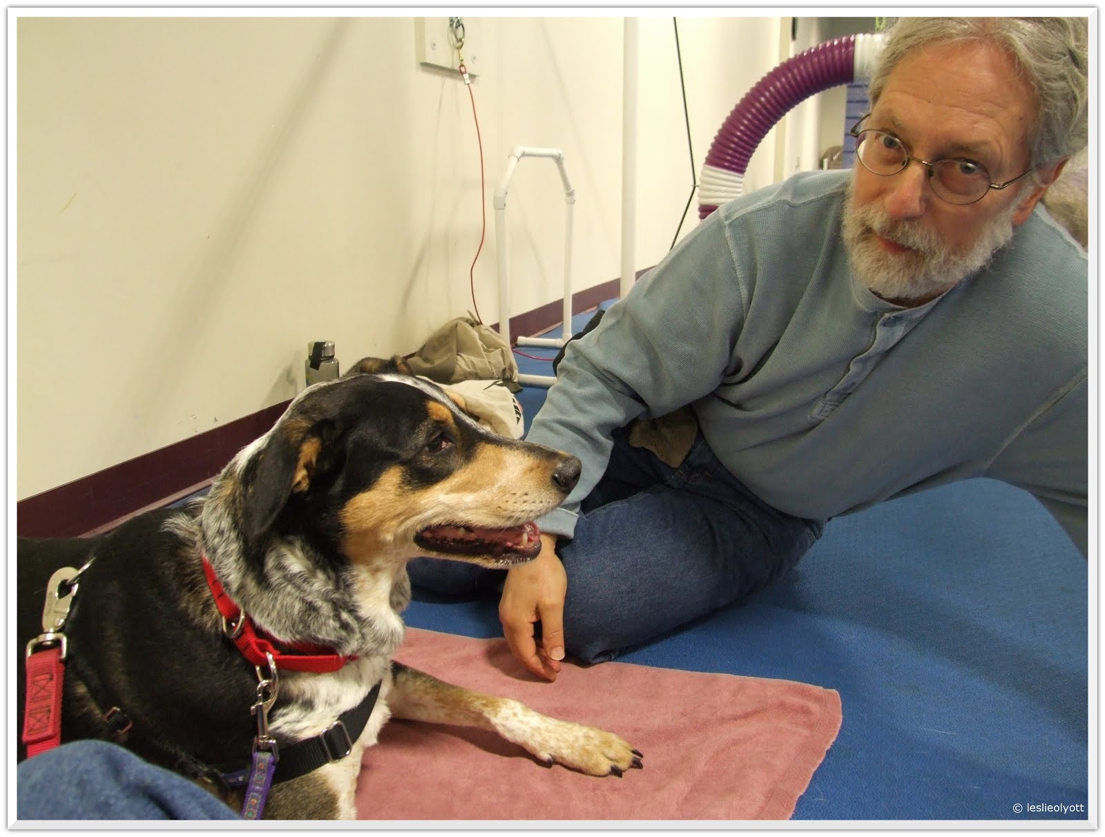 Bringing up Bella Agility for Reactive Dogs...