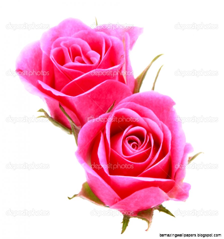 Pink rose flower bouquet isolated on white background cutout Pink rose flower bouquet isolated on white background cutout