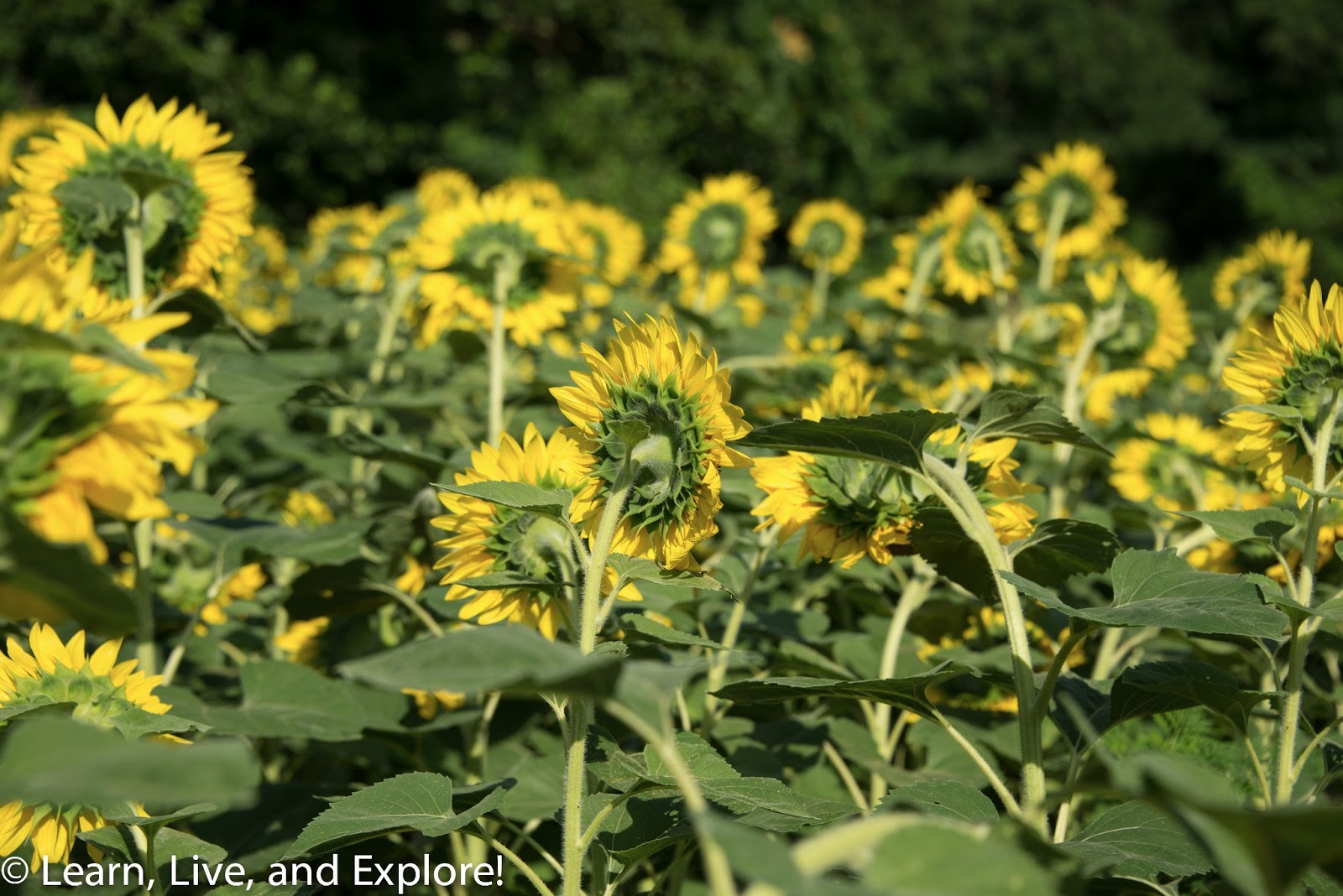 Sunflower Fields of Maryland Learn, Live, and Explore!