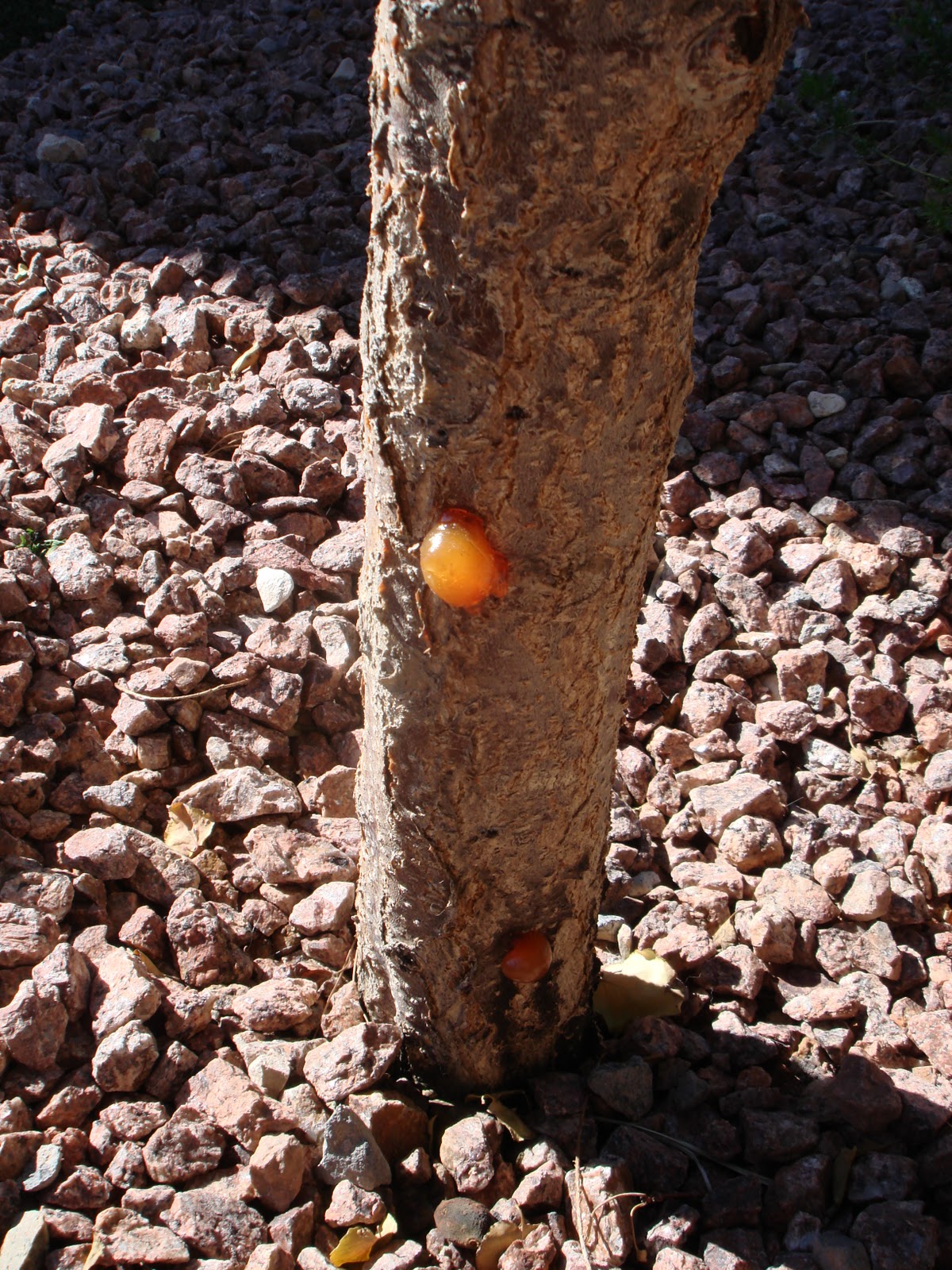 Xtremehorticulture of the Desert Apricot in Rock Mulch May Mean Sap