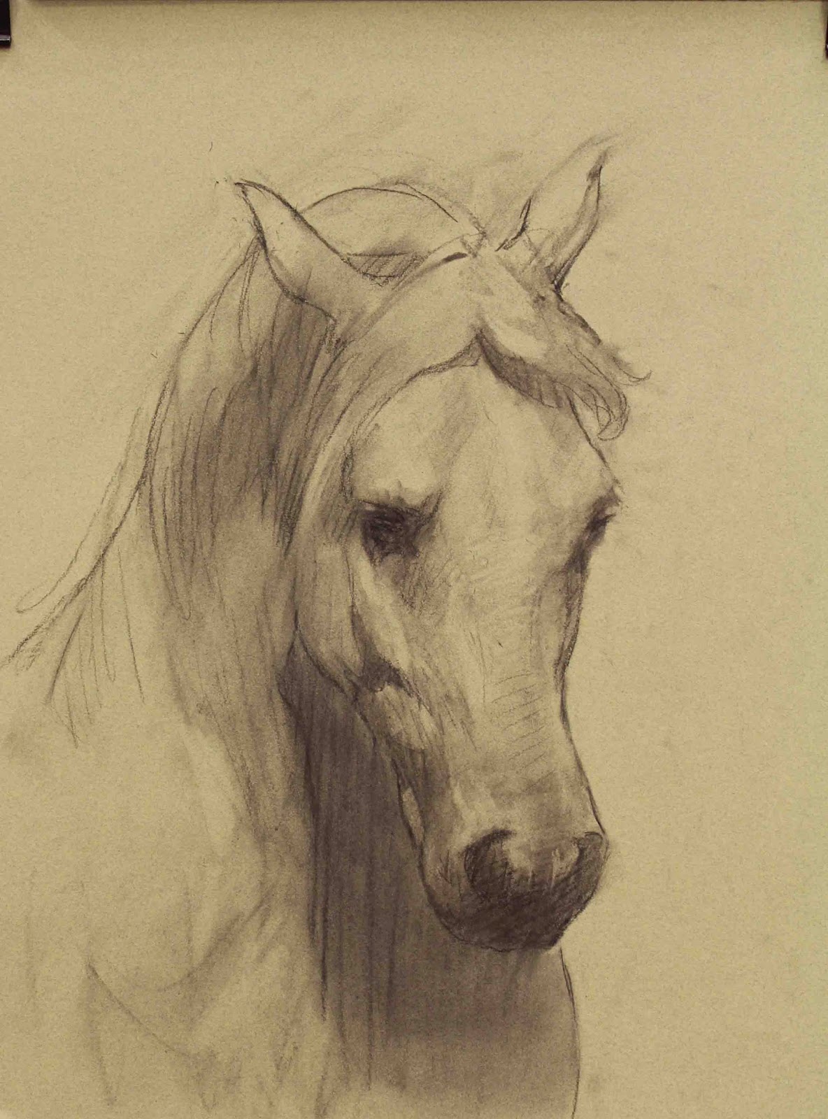 Desenho de Cavalo Realista  Cavalo desenho, Desenho, Desenhos