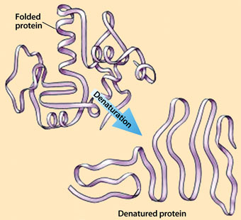 FEATURE-protein-denaturation-340_tcm18-168176.jpg