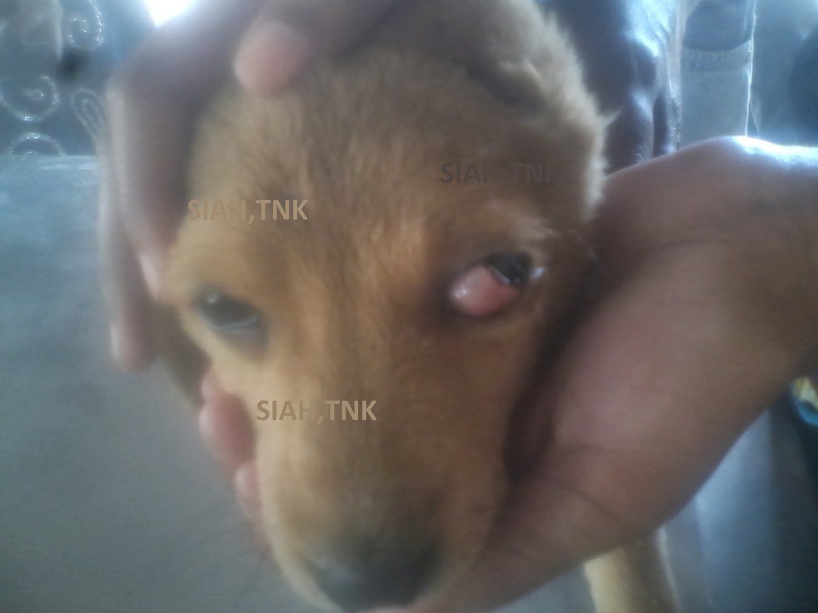 Technical diary of a Veterinary clinician at SIAH,Tanuku Prolapse of