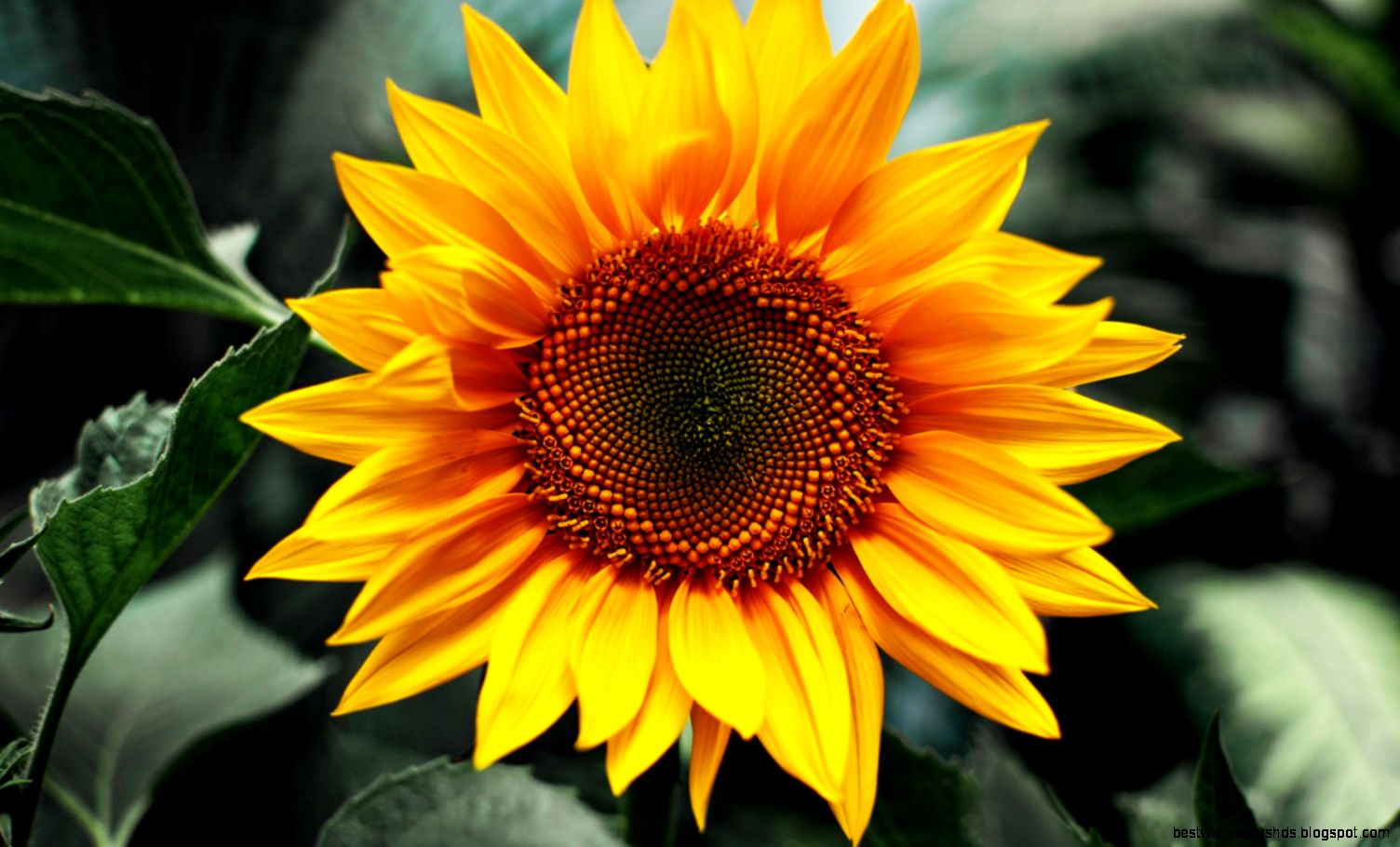 Sunflower HD Wallpaper Sunflower Pictures Cool Wallpapers Sunflower HD Wallpaper Sunflower Pictures Cool Wallpapers