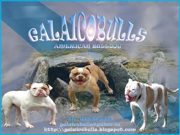 galaicobulls - Bulldog Americano