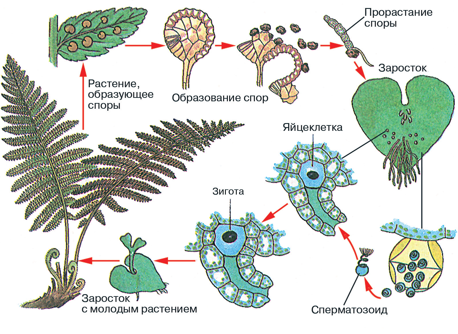Хвощи цикл развития схема Хвощи цикл развития схема