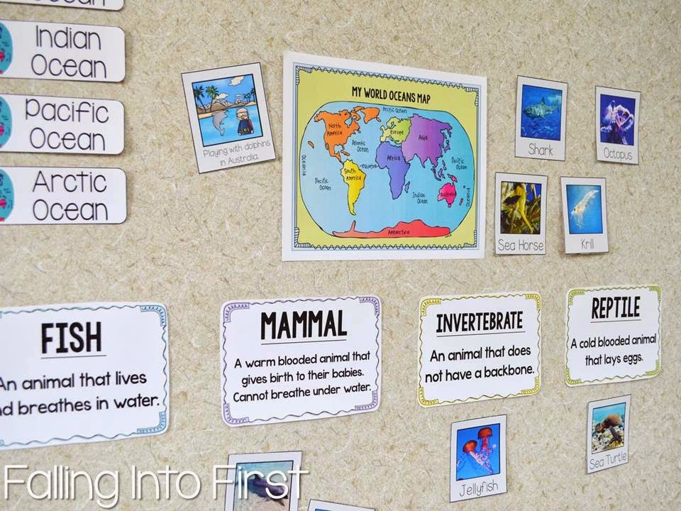 Falling Into First: All About Ocean Life