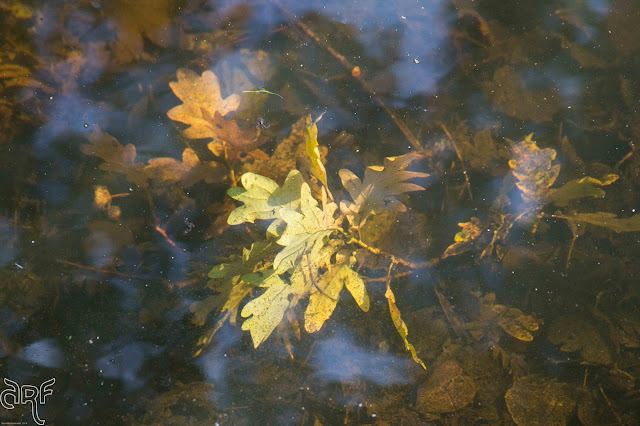 branch and leaves under water