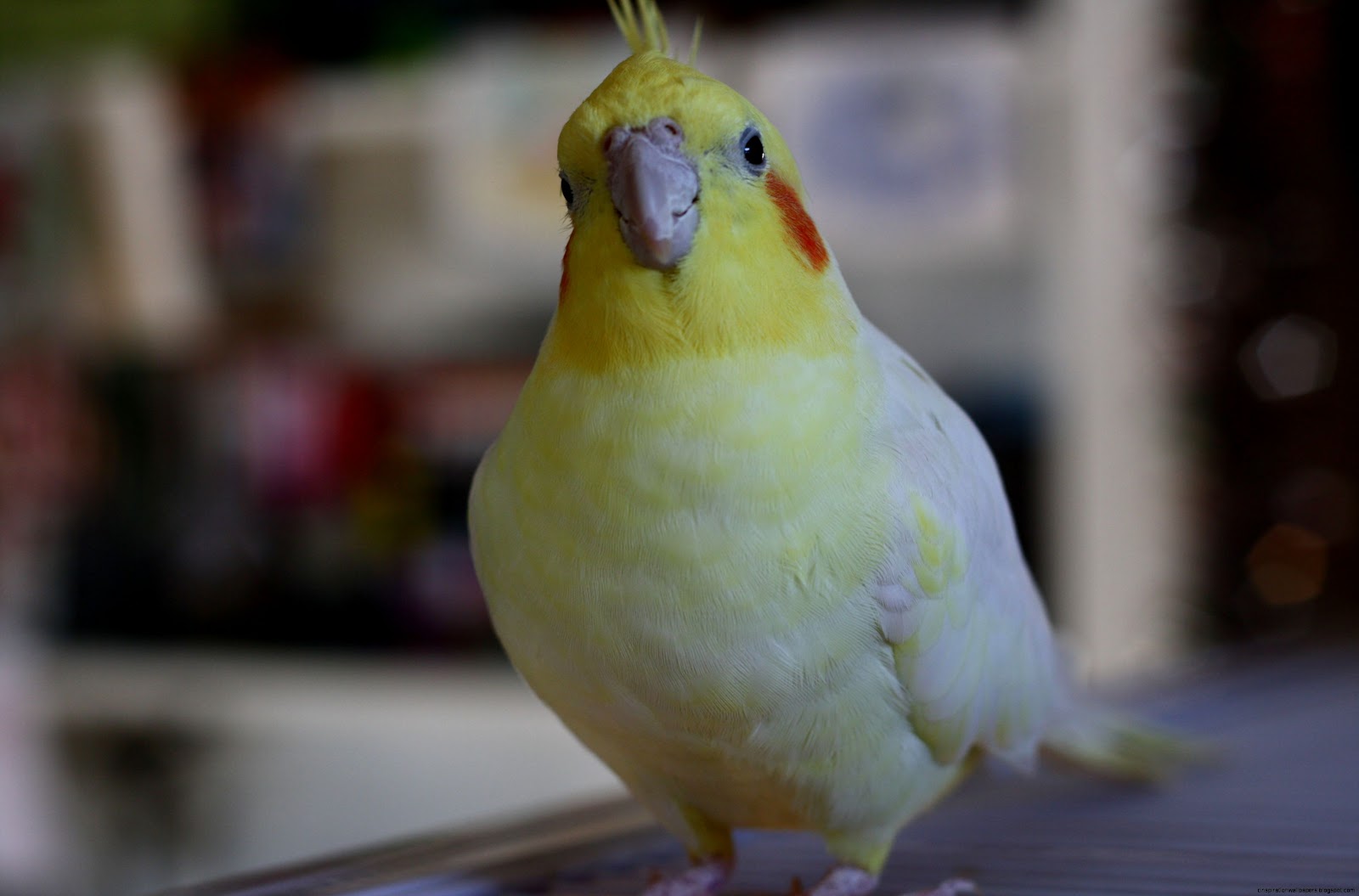 Free Cockatiel Birds Free Cockatiel Birds