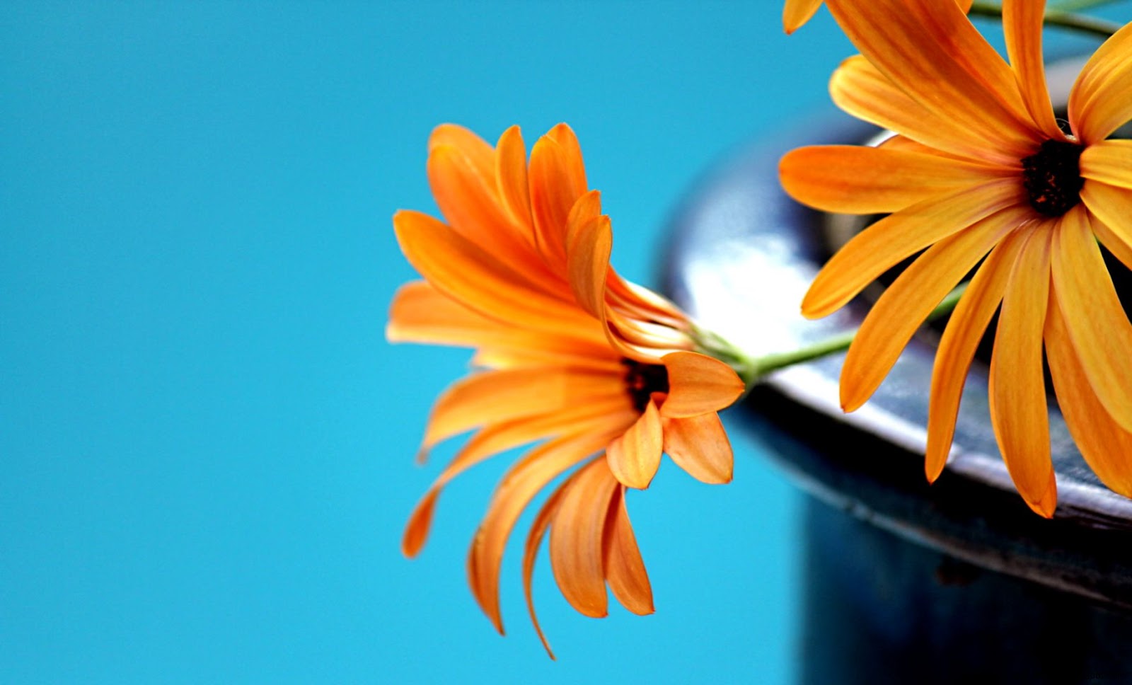 Black Background with Orange Flowers Black Background with Orange Flowers