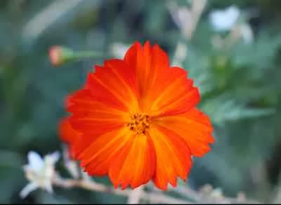 Flor do JotaV Flor do JotaV usado como original no processo