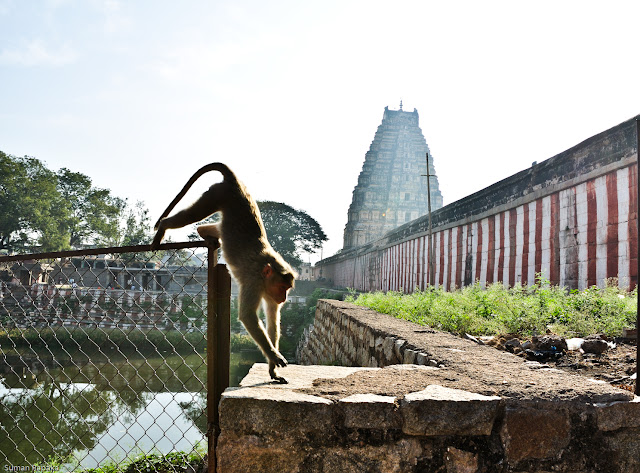 Monkey at Virupaksha Temple