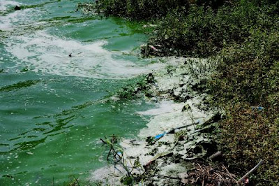 water pollution images - Water Pollution in Lake Taihu  China