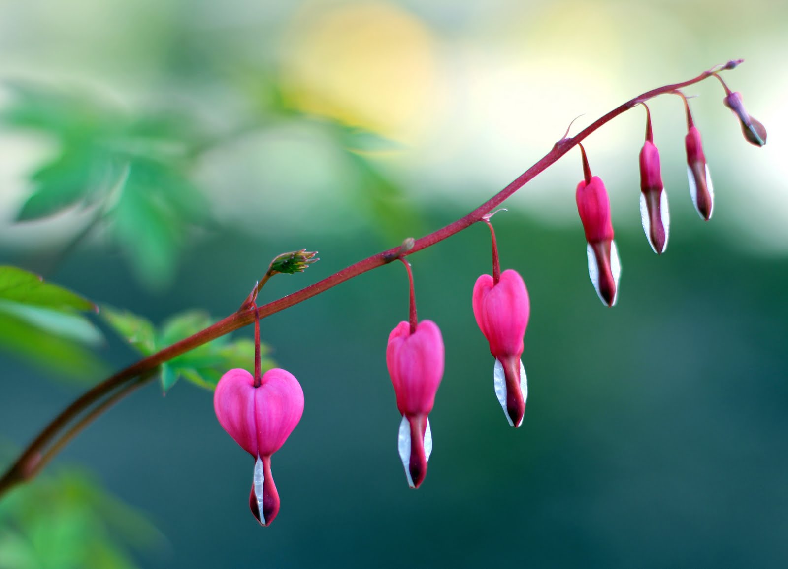bleeding heart plant bleeding heart plant