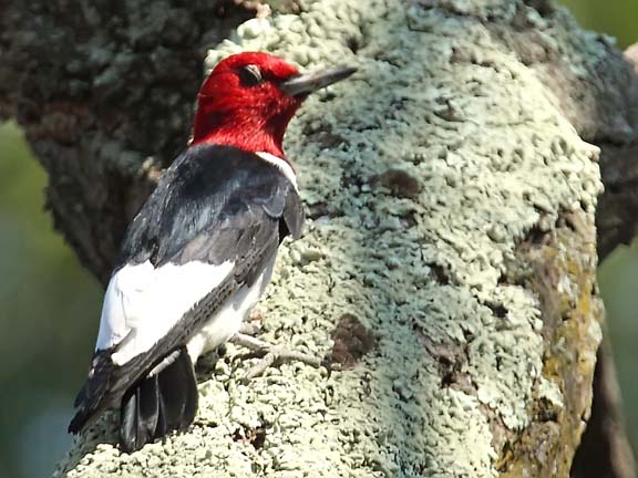 Ecobirder: Red-headed Woodpecker