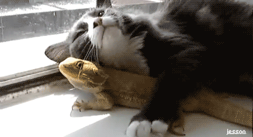 cat gif picture, funny cat picture