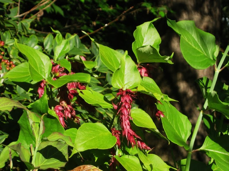 Leycesteria Formosa Himalayan Honeysuckle Stock Photos