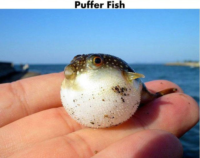 Funny Cool Pictures Tiny Cute Animals