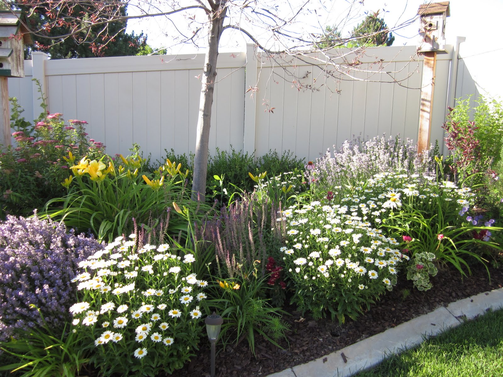 Our Adventures in Home Improvement Backyard in Bloom