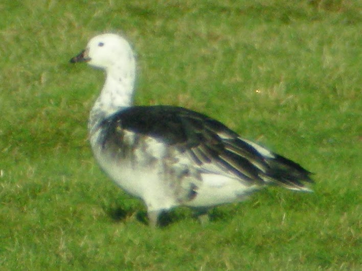 Bird Hybrids Snow Goose x Barnacle Goose