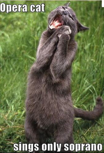 singing cats cat opera funny meme kitty animals smile choir singer soprano duet thank sing ha human lol sopranos song