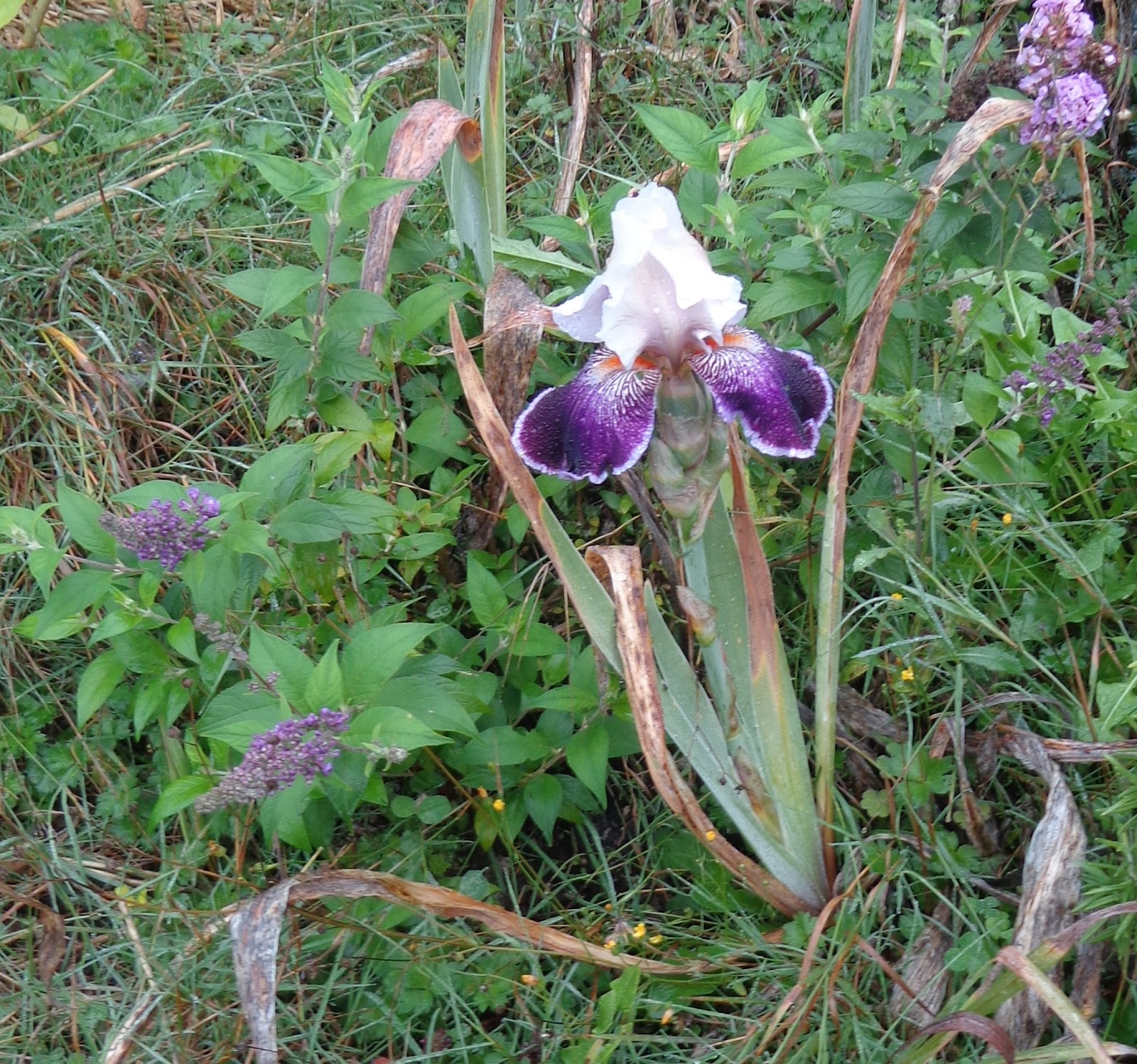 Growing Greener in the Pacific Northwest Fall Blooming Bearded Iris