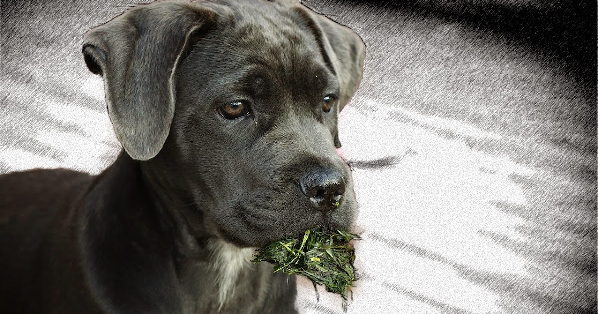 Mein Hund frisst Gras DogBarx