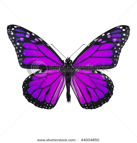 A Purple Butterfly