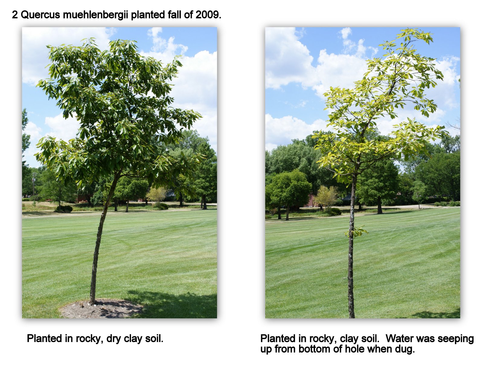 Sugar Creek Golf Course Blog Tree Plantings and Drainage