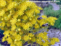 Cotyledon undulata