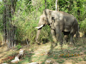 "Banraj" a  Majestic Tusker in chains near the "Forest Camp" in Khitauli Zone.