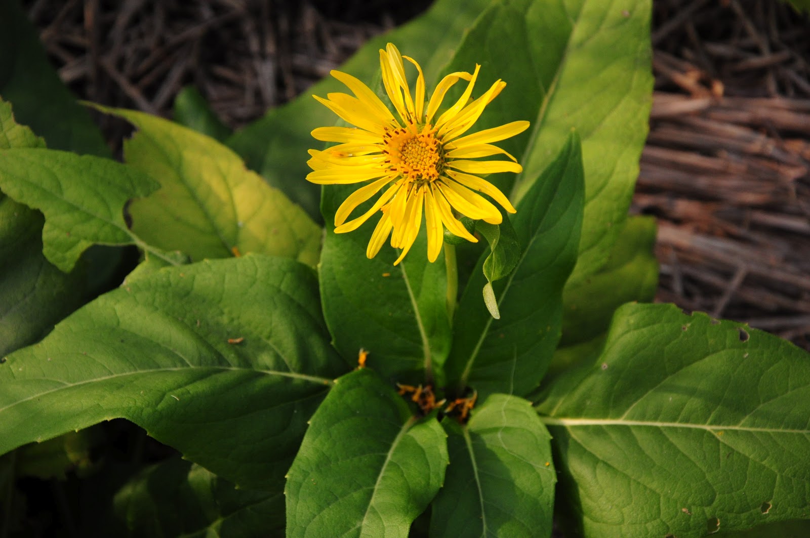An Adirondack Naturalist in Illinois The Yellow Flowers of Fall