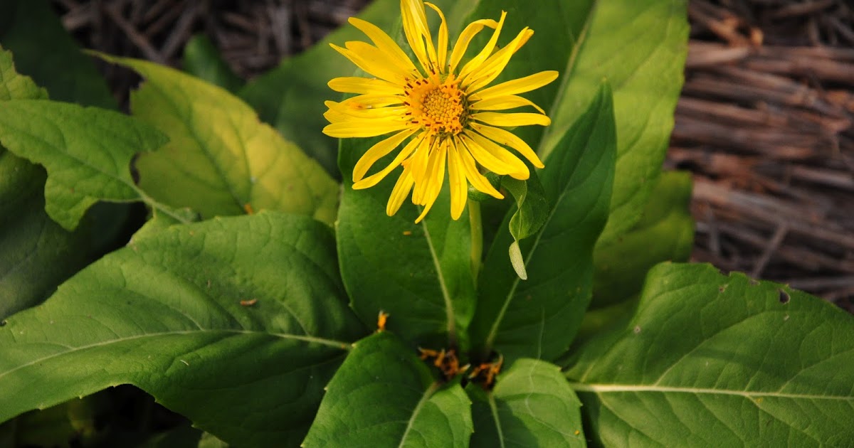 An Adirondack Naturalist in Michigan The Yellow Flowers of Fall