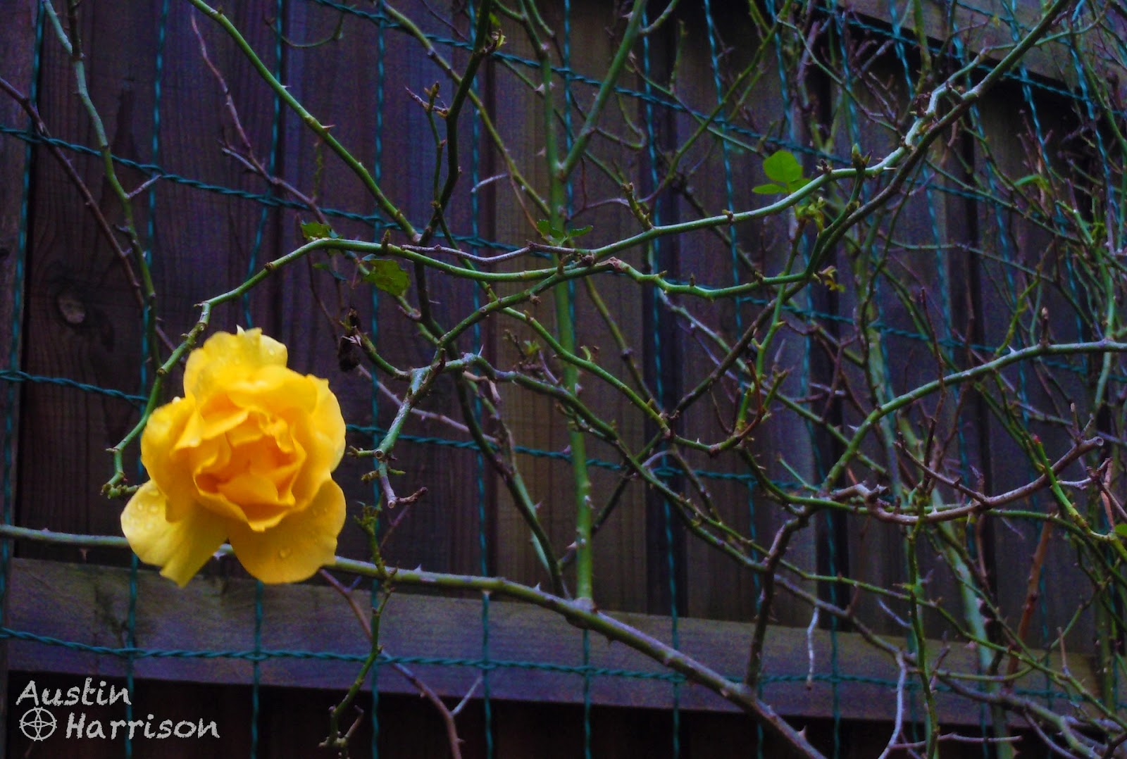 The Ramblingstone A Rose Among Thorns... Literally.