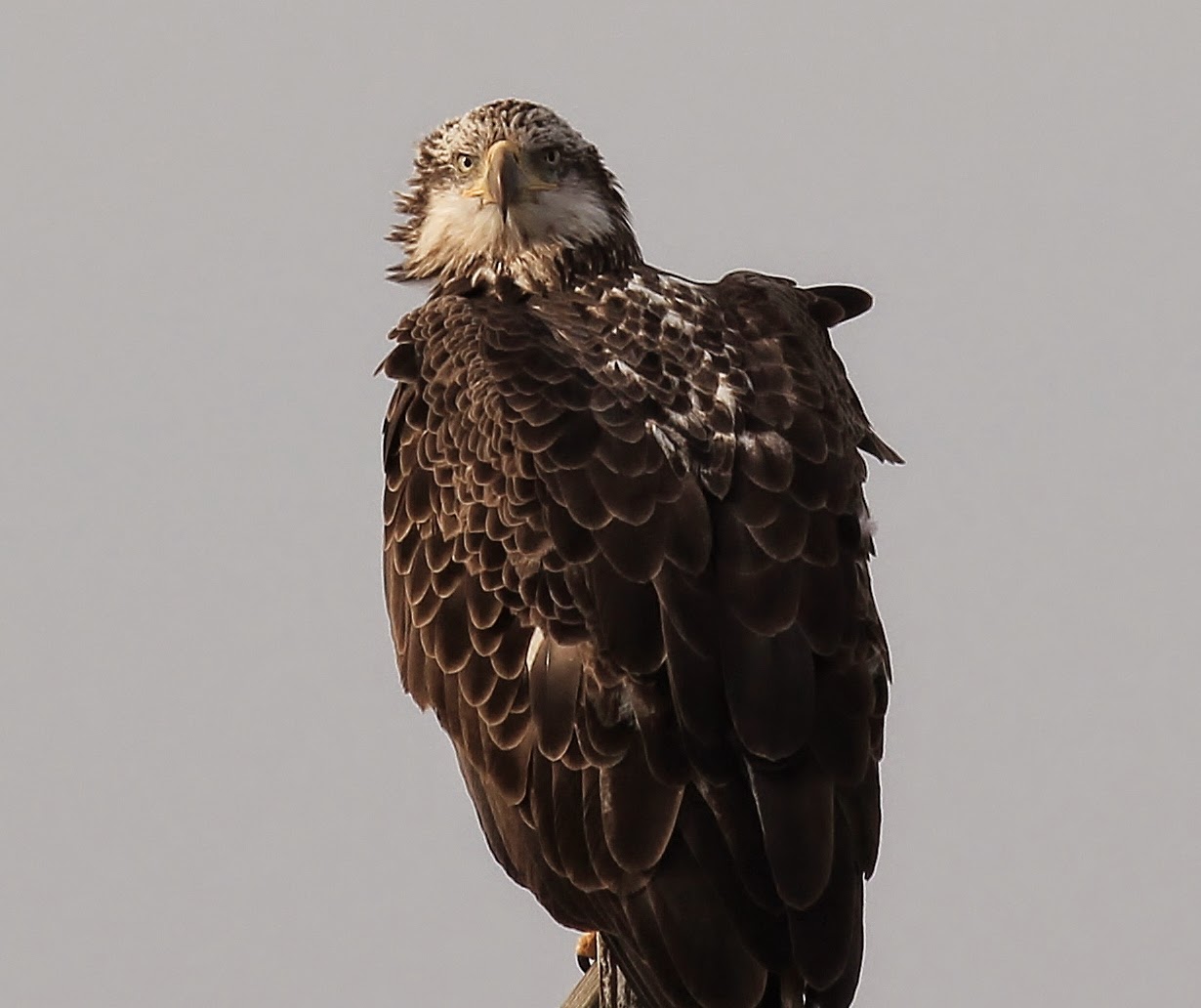 Nature on the Edge of New York City Bald Eagles in NY Harbor