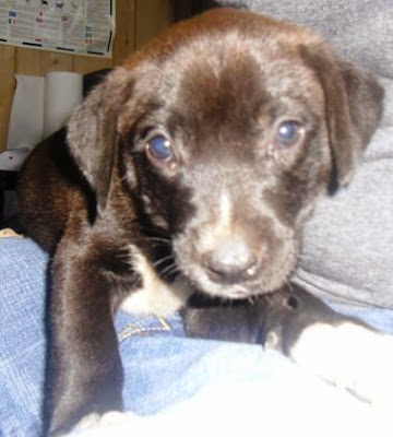 lizardmarsh greenwood sc small dogs and puppies in need lizardmarsh greenwood sc small dogs and puppies in need