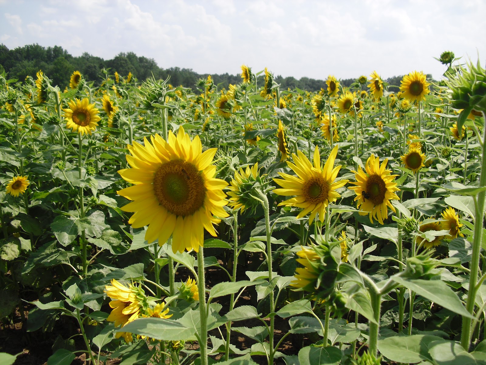 Wildflower Bouquets Enjoy Simple Pleasures Amazing Sunflower Field