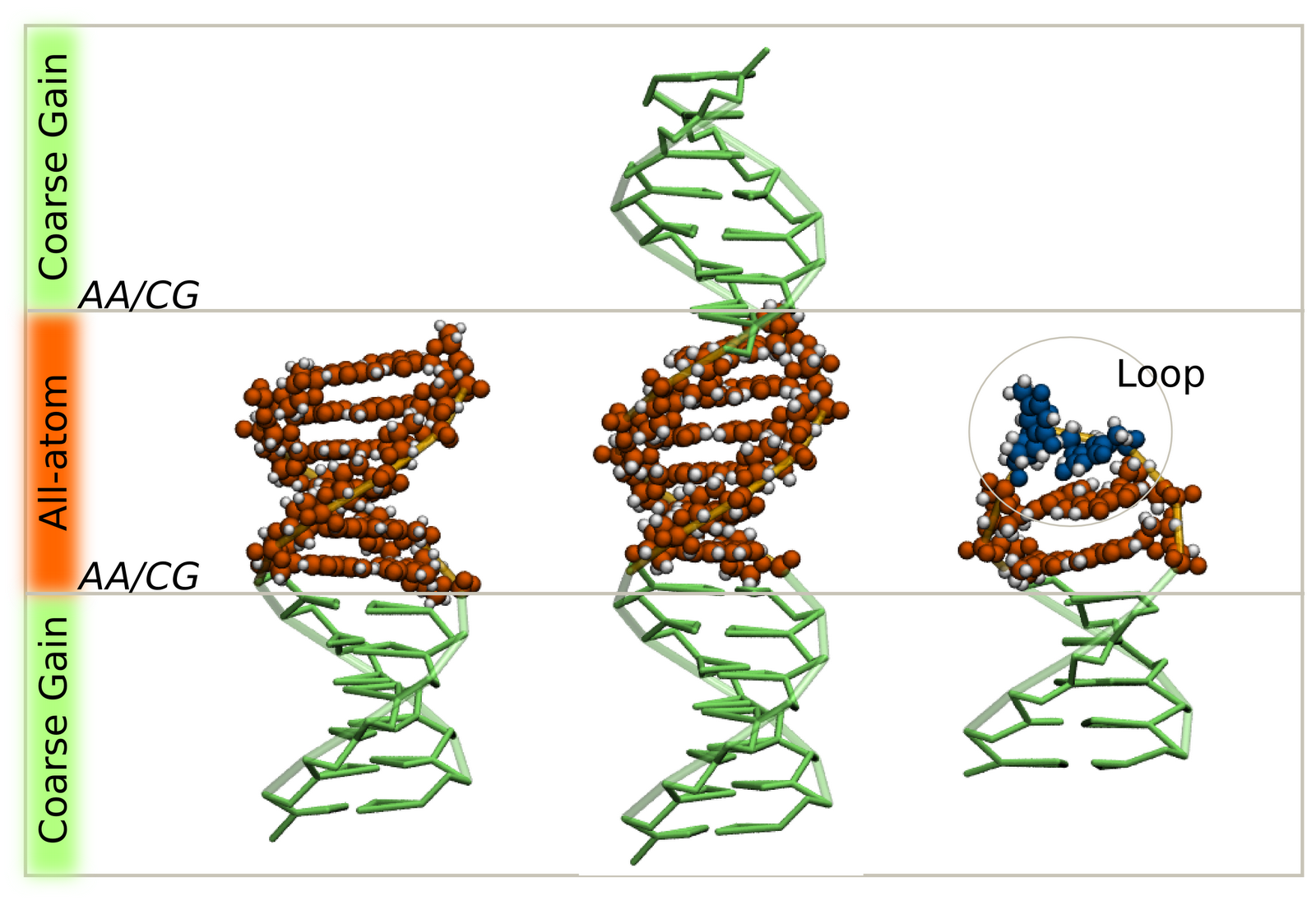 Allatoms/CoarseGrained model of DNA SIRAH Forcefield