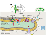 Light Reaction Diagram Light Reaction Diagram