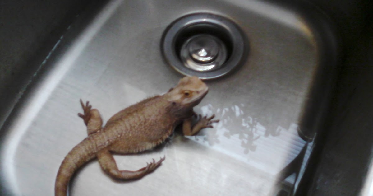 bearded dragon swollen gums