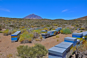 Colmenas en las Cañadas del Teide