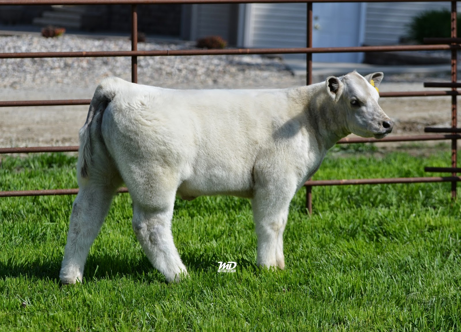 MITTAG Blog Staley Show Cattle Charter Oak, IA