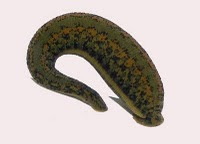 Dunia Binatang Lintah